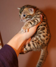 Cute bengal kitten for free adoption